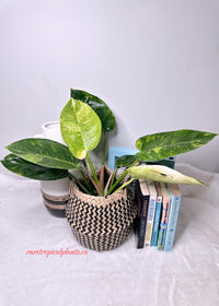 Philodendron Green Congo Nuclear