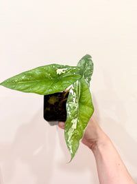 Alocasia Simpo Albo