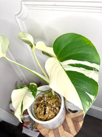 Monstera Mint