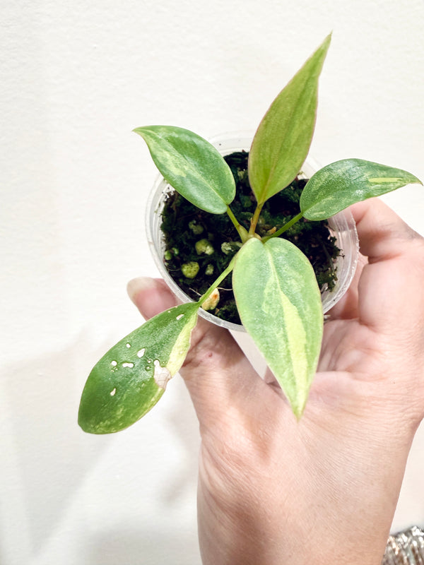 Philodendron Atabapoense Pink Variegated