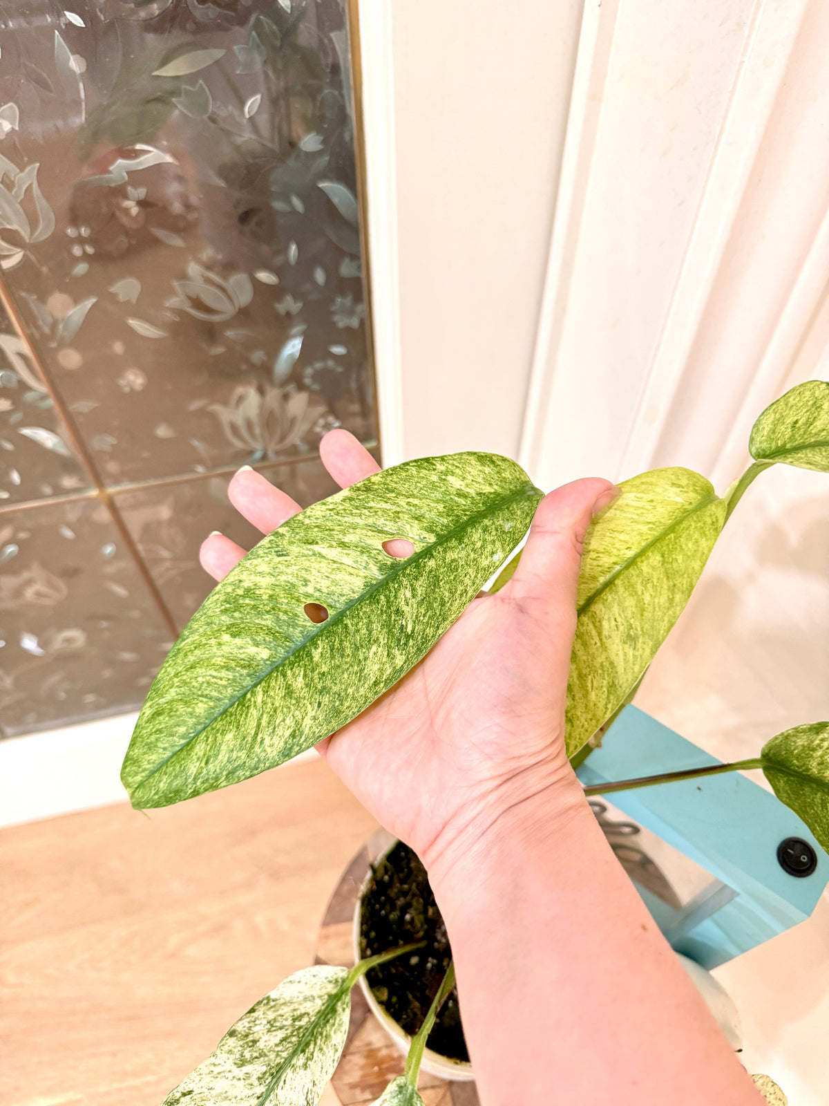 Rhaphidophora Gorilan Variegated