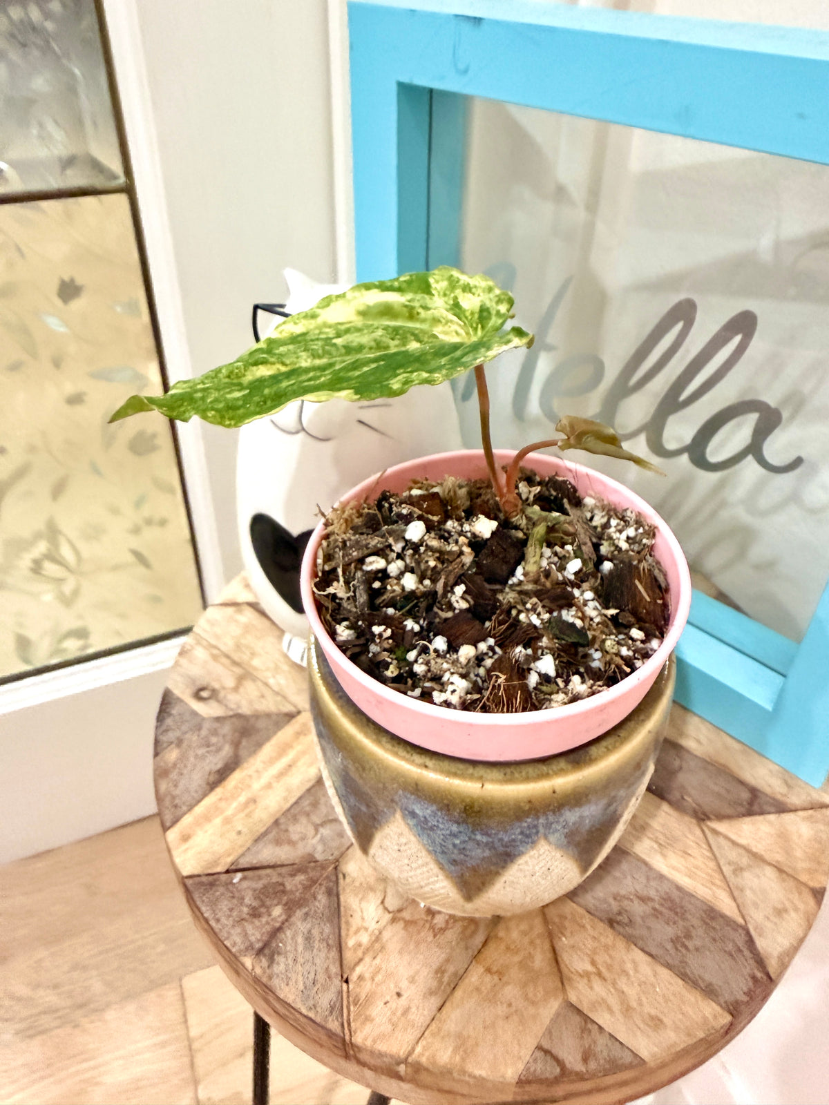 Anthurium Papillilaminum Variegated x RLFS