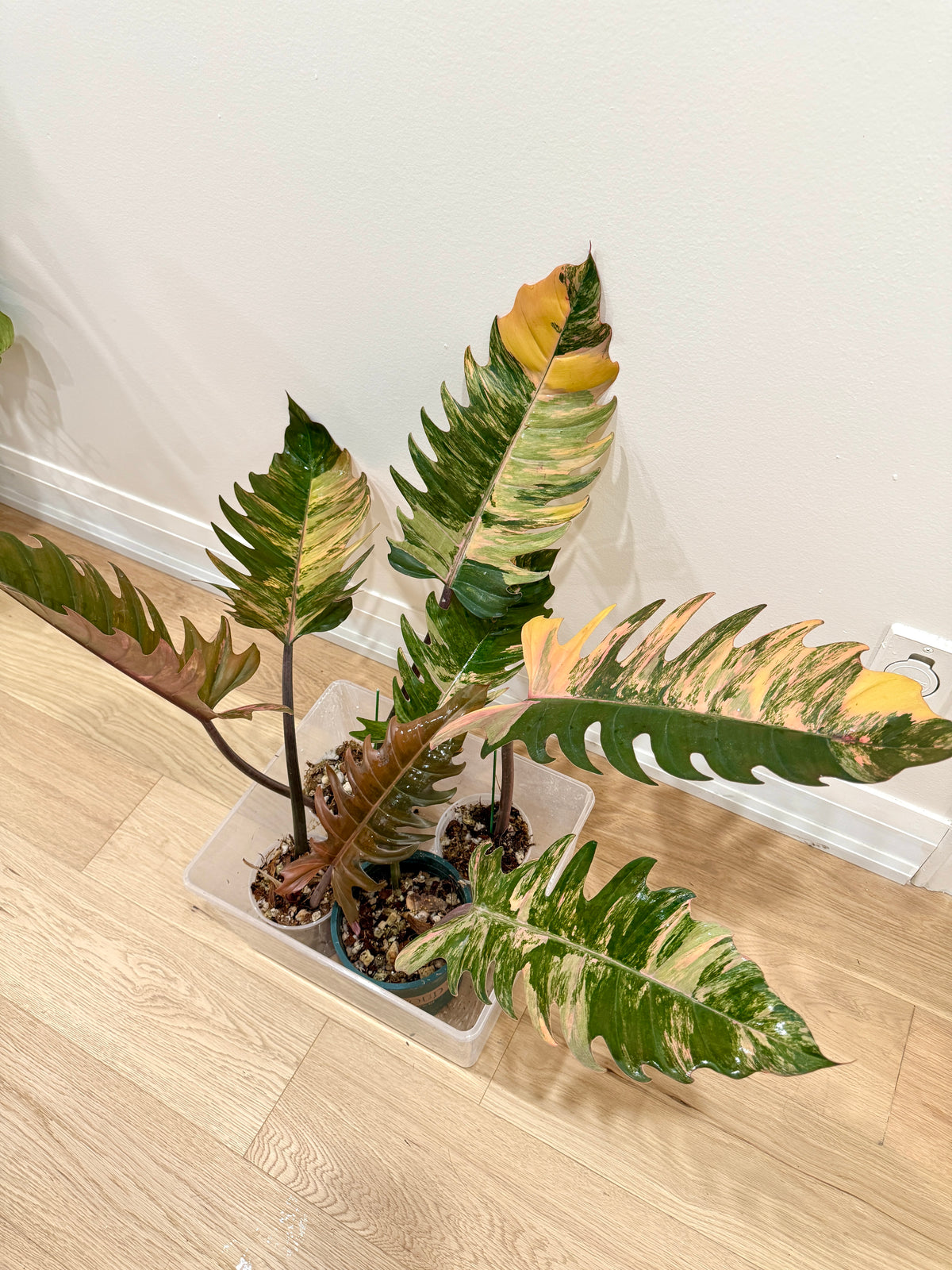 Philodendron Caramel Marble
