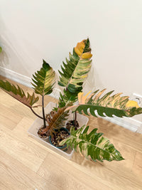Philodendron Caramel Marble