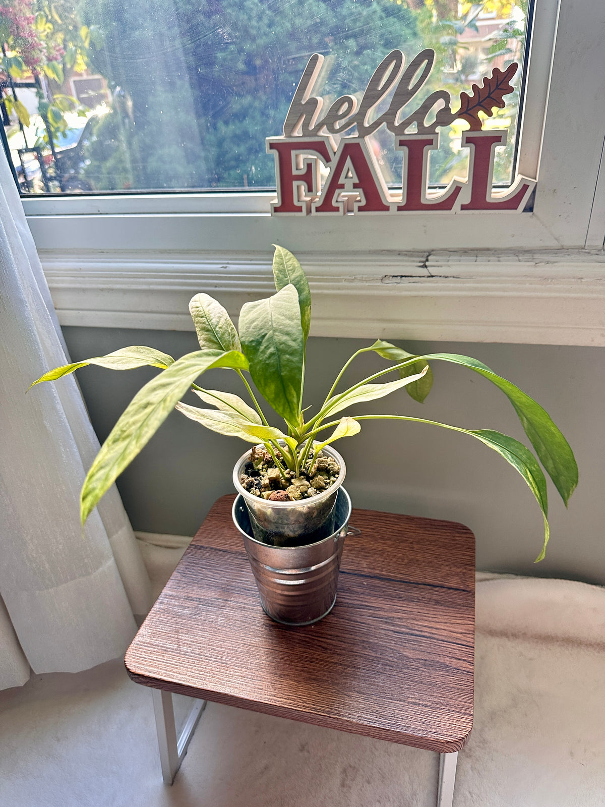 Anthurium Vittarifolium Variegated