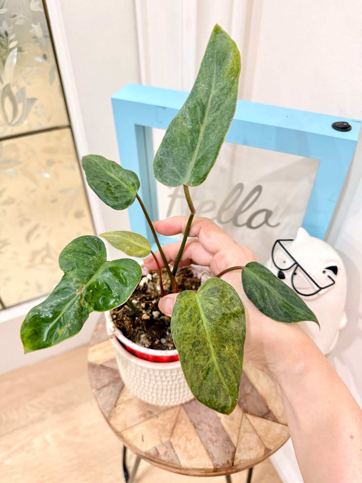 PHILODENDRON EL CHOCO RED X BILLIETIAE VARIEGATE