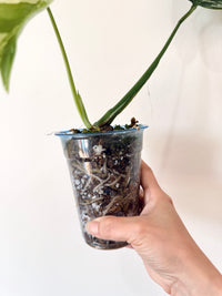 Monstera Jungle Mint