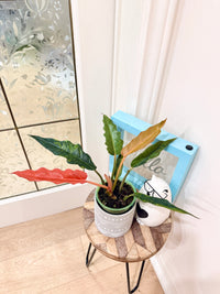 Philodendron Caramel Fire Tiger