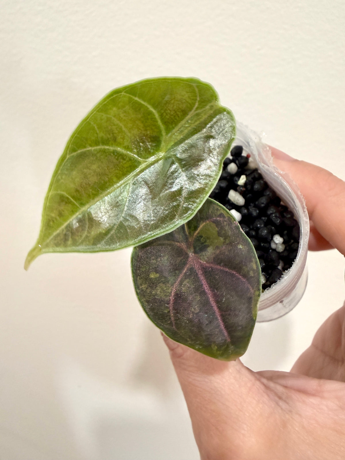 Alocasia Azlanii Aurea