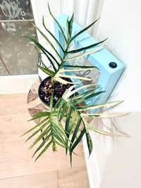 Philodendron Tortum Variegated