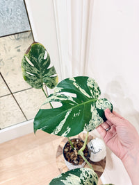 Monstera Bulbasaur