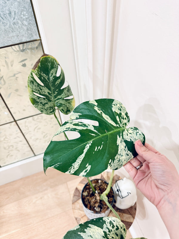 Monstera Bulbasaur