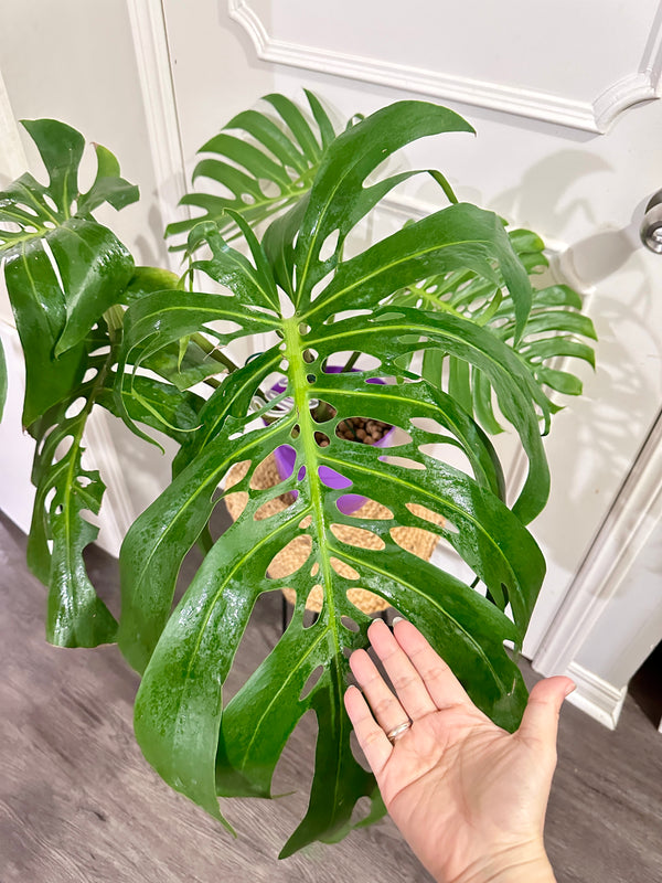 Monstera Macrocosm Mature form