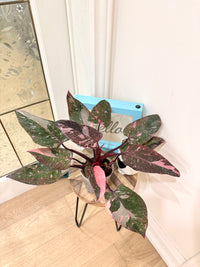 Philodendron Pink Princess Galaxy