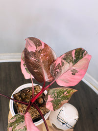 Philodendron Pink Princess Galaxy