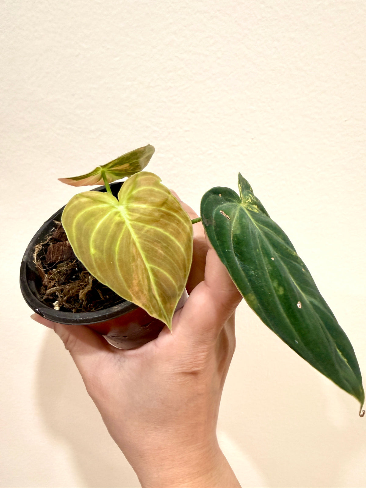 Philodendron Melanocrysum Orange "Bonfire"