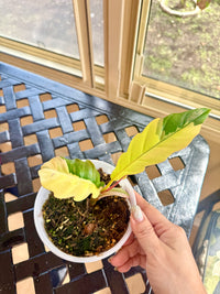 Philodendron Caramel Marble
