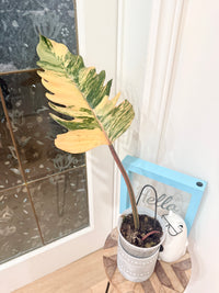 Philodendron Caramel Marble