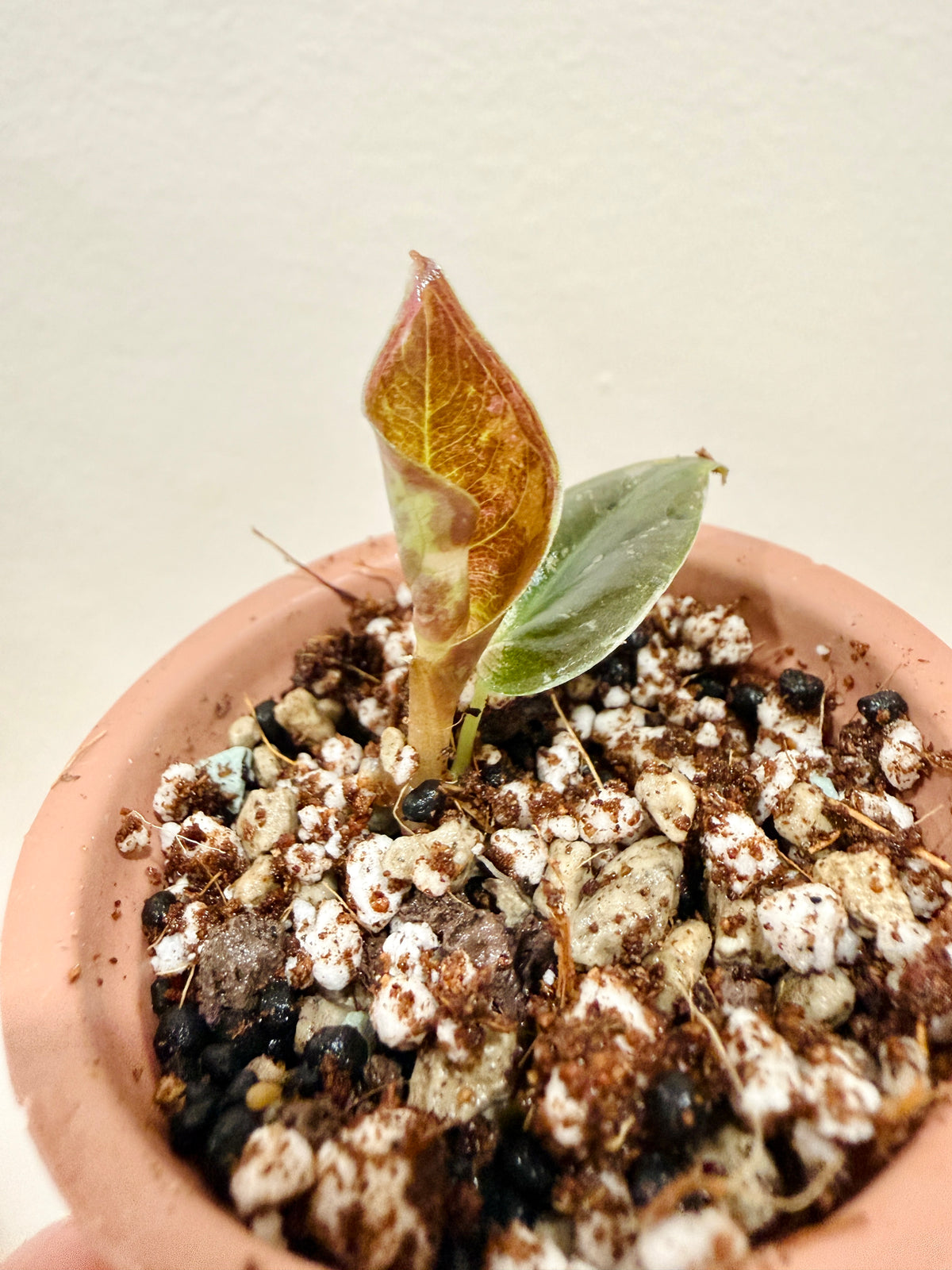 Alocasia Cuprea True Pink