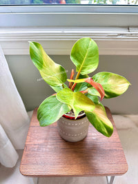 Philodendron Red Moon Variegated