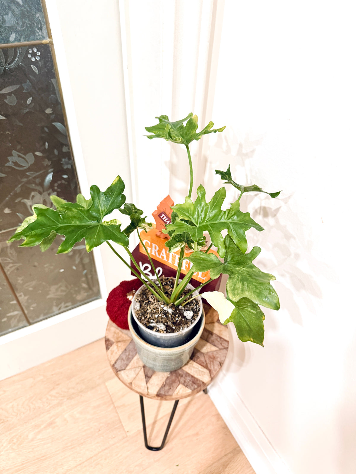 Philodendron Selloum Variegated