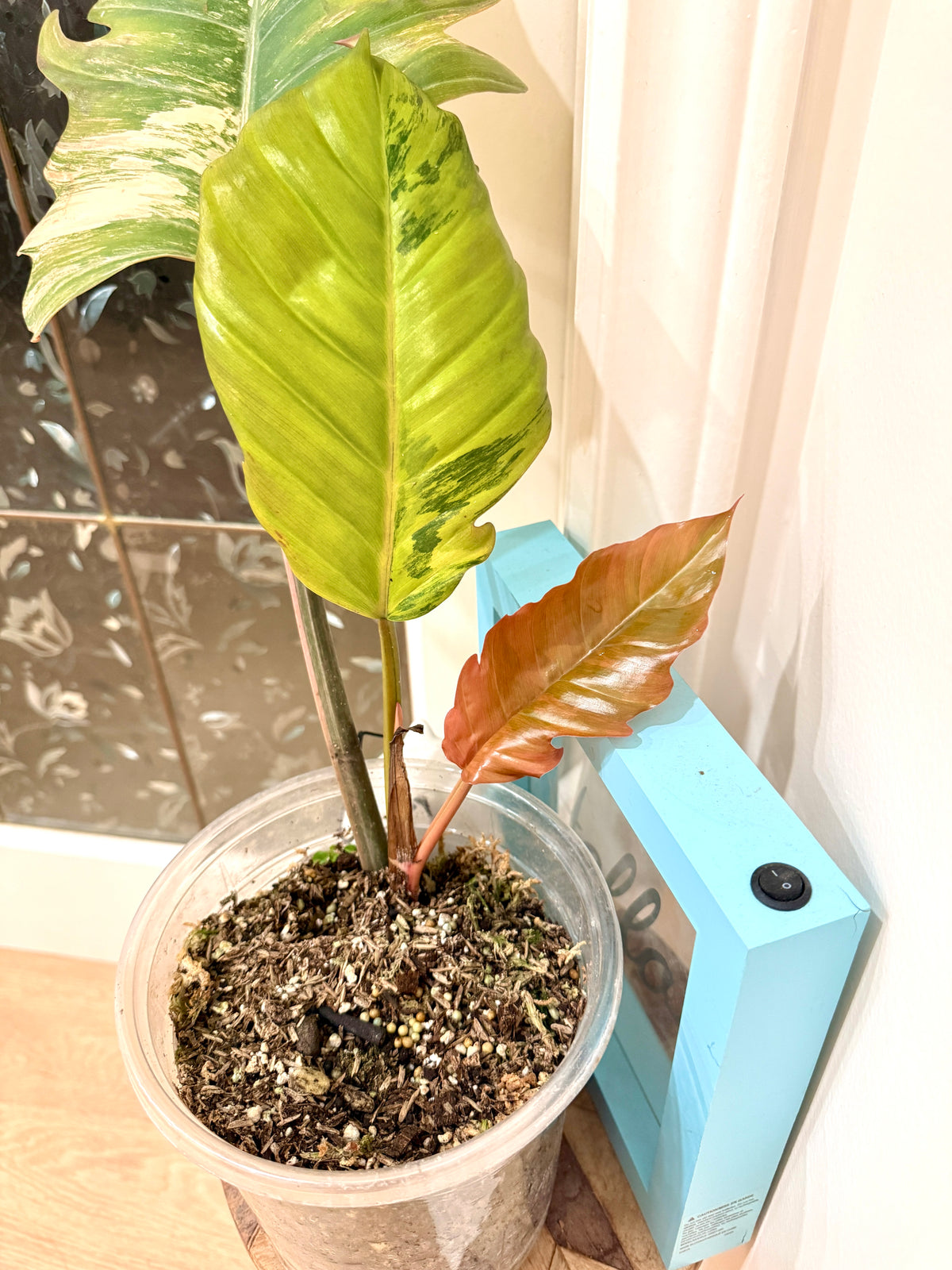 Philodendron Caramel Marble
