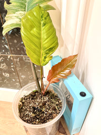Philodendron Caramel Marble