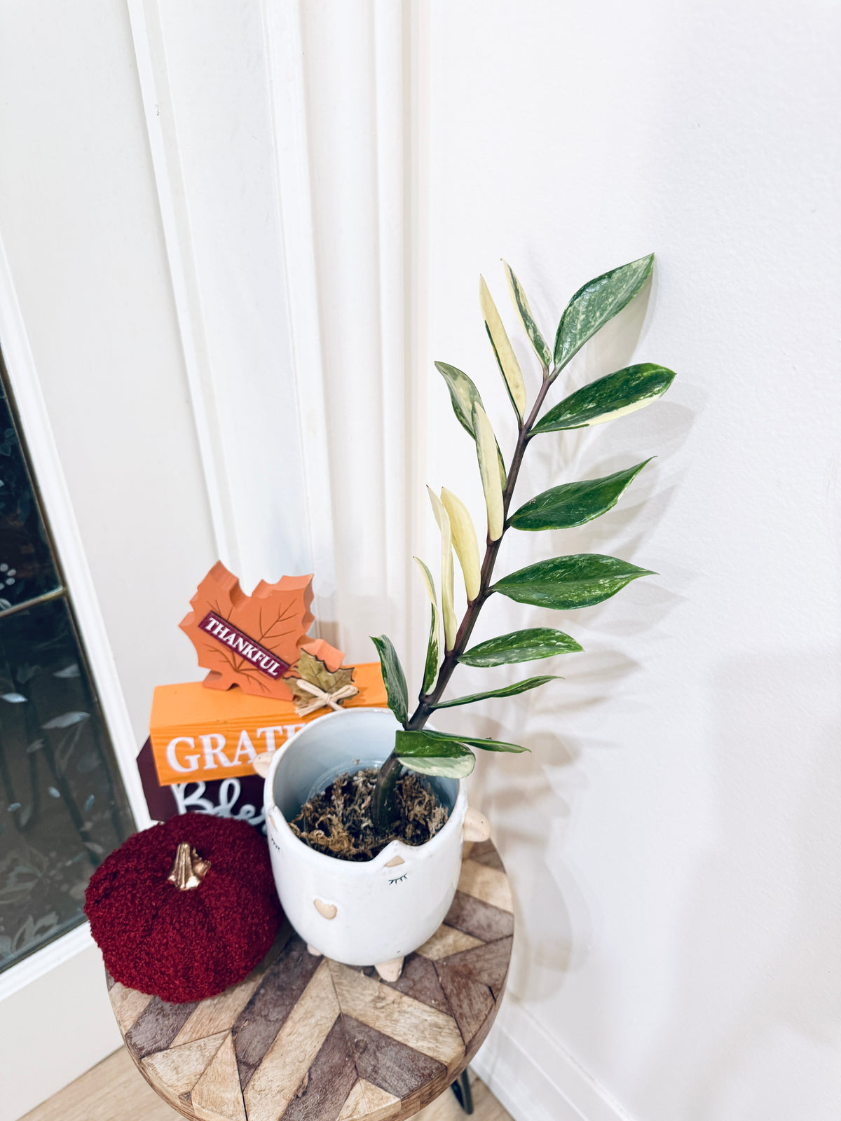 ZZPlant Aurea