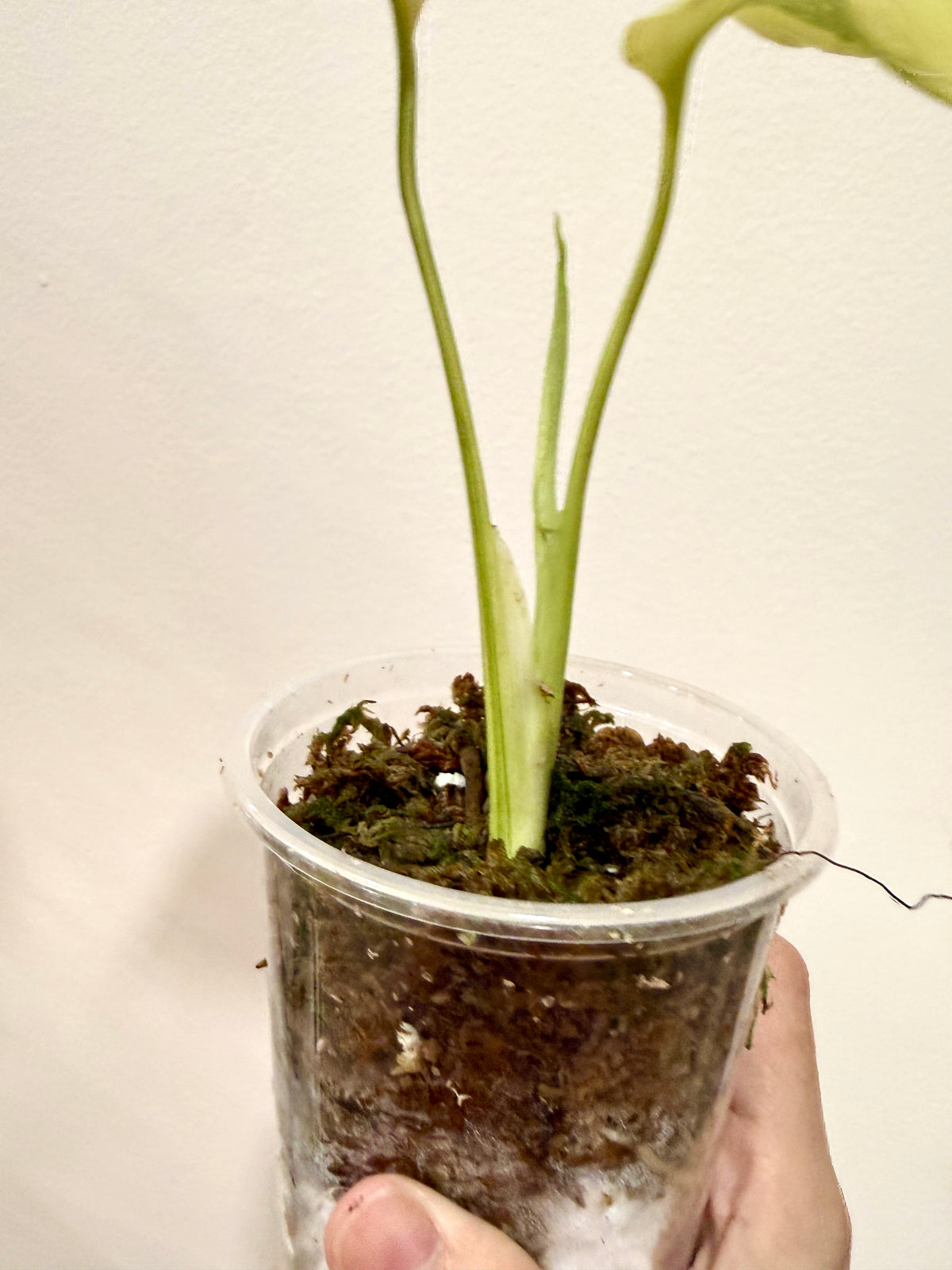 Monstera Electrolyte