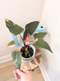 Homalomena Rubescens Pink Diamond Variegated