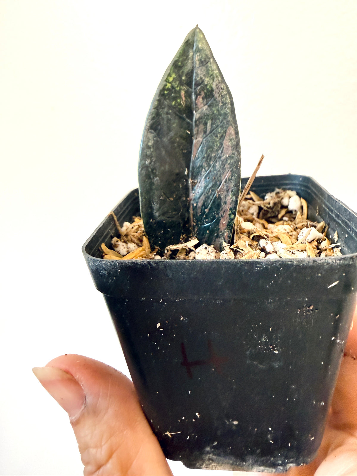 ZZ BLACK RAVEN VARIEGATED (Zamioculcas Zamiifolia Variegata)