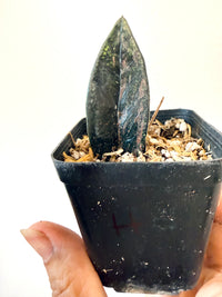 ZZ BLACK RAVEN VARIEGATED (Zamioculcas Zamiifolia Variegata)