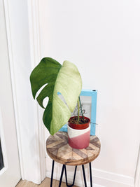 Monstera Mint