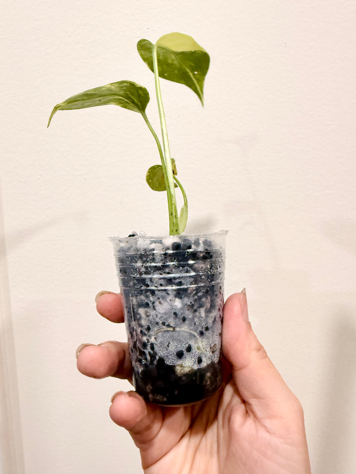 Monstera Electrolyte