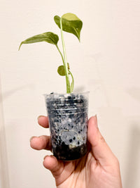 Monstera Electrolyte