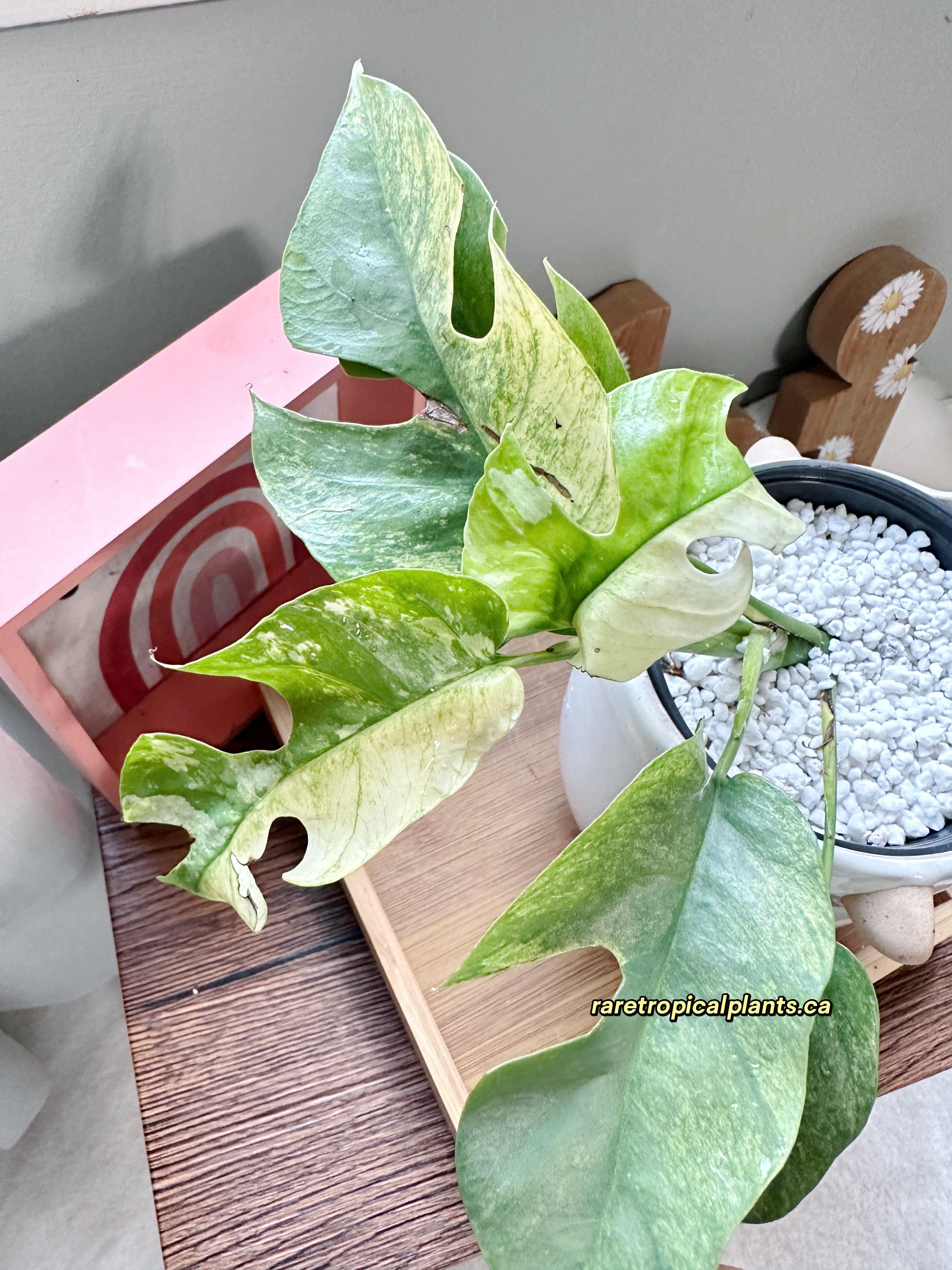 Rhaphidophora Tetrasperma Mint – Rare Tropical Plants Canada