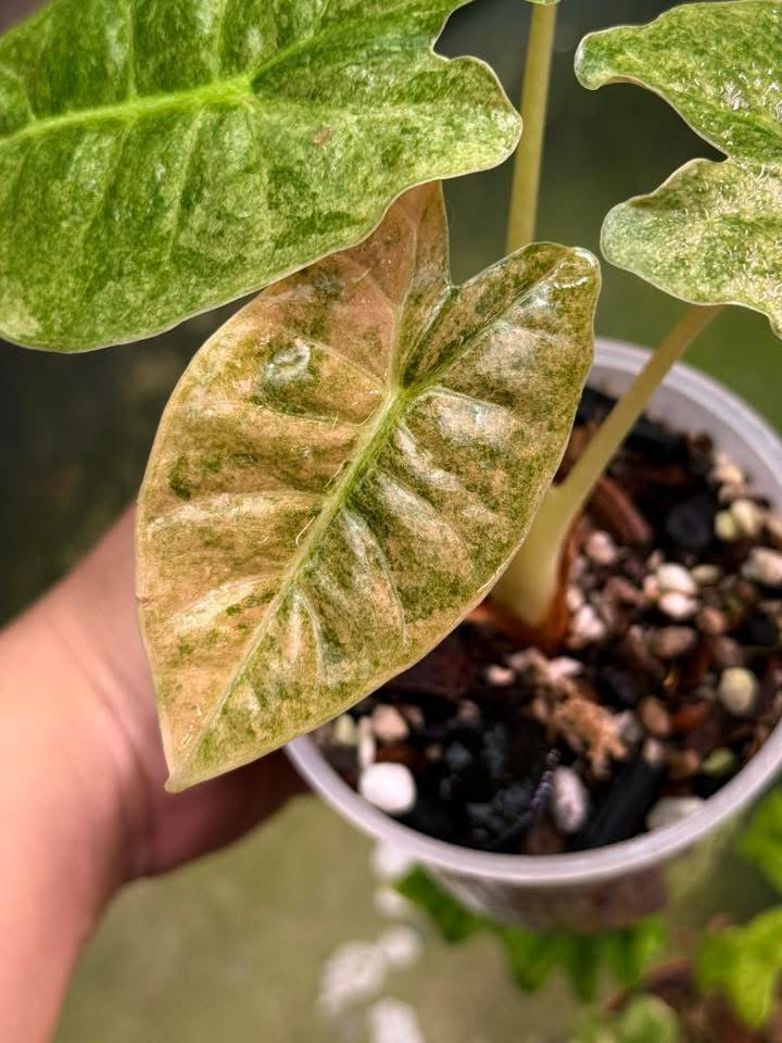 Alocasia Black Satun Stardust