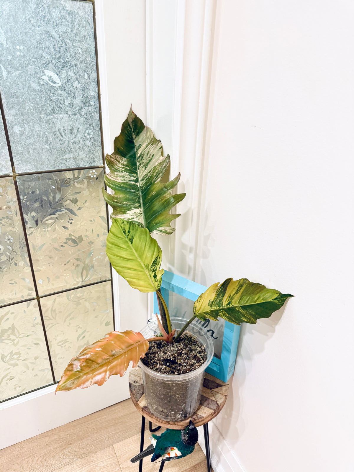 Philodendron Caramel Marble