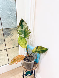 Philodendron Caramel Marble
