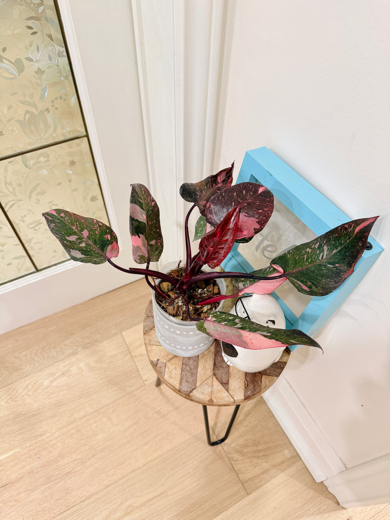 Philodendron Pink Princess Galaxy