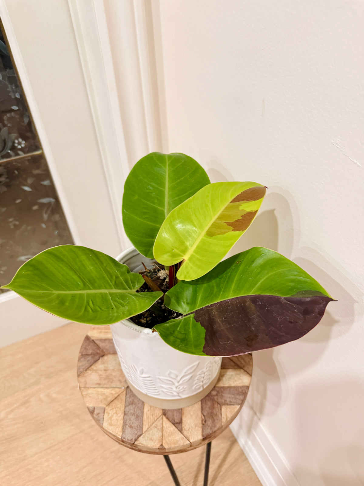 Philodendron Red Moon Variegated