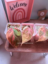 Philodendron Pink Micans