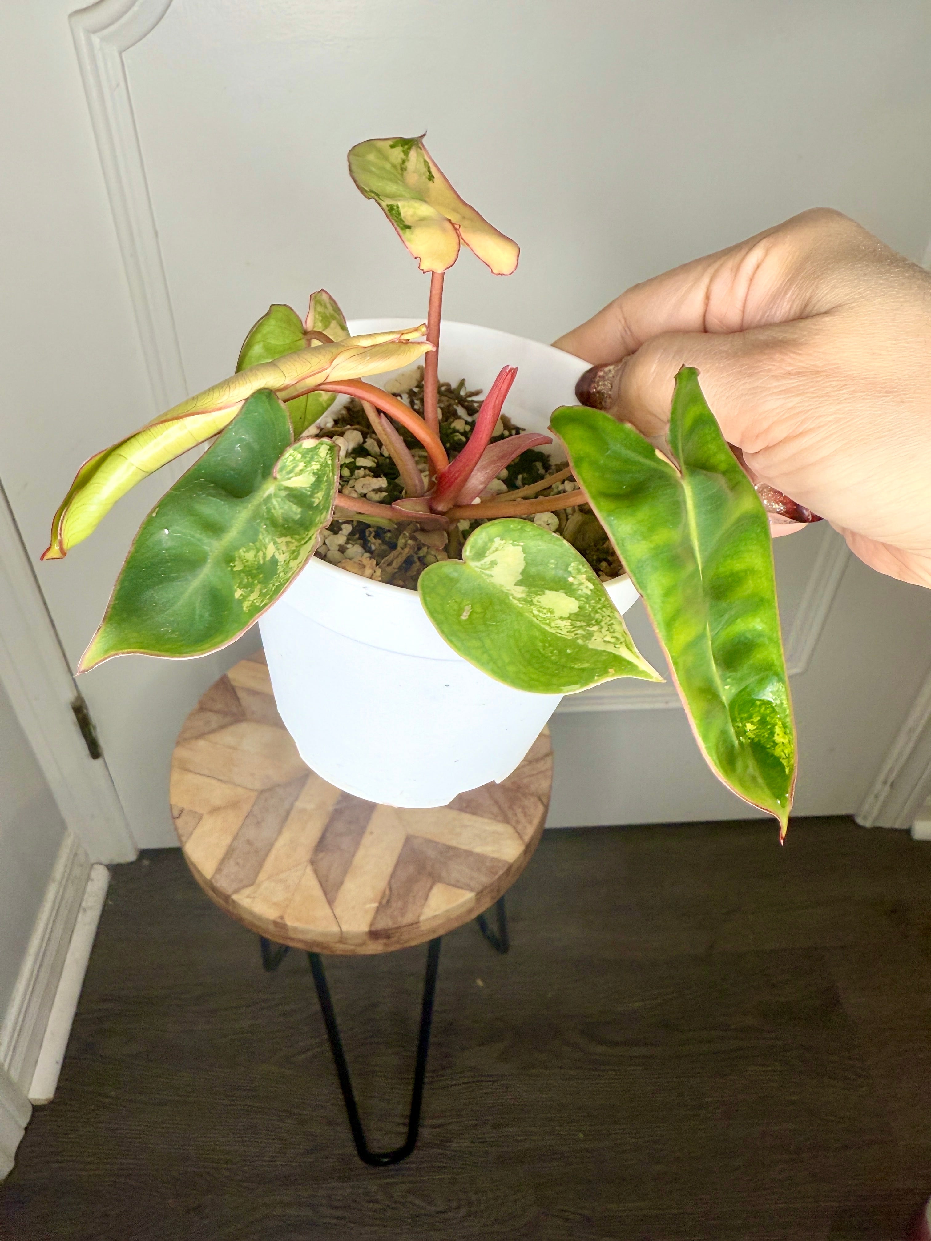 PHILODENDRON BILLIETIAE VARIEGATED (TC) – Rare Tropical Plants Canada