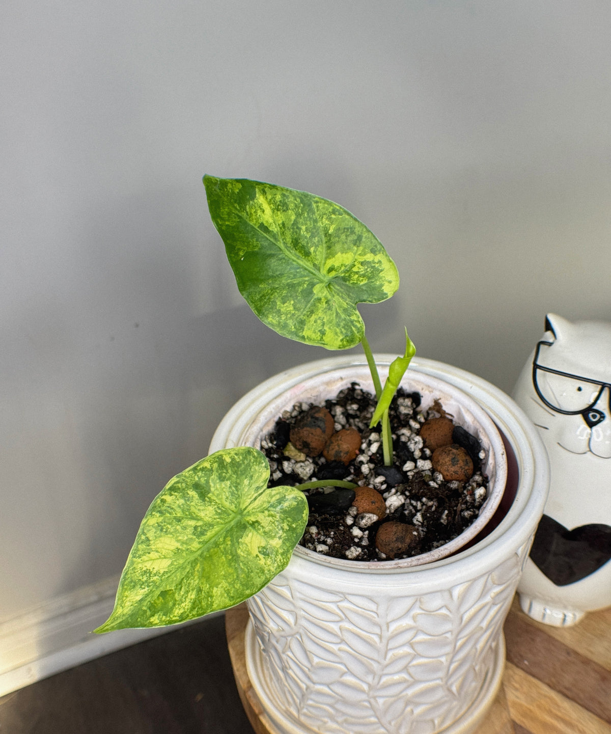 Alocasia Gageana Mint