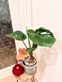 Monstera Cupcake