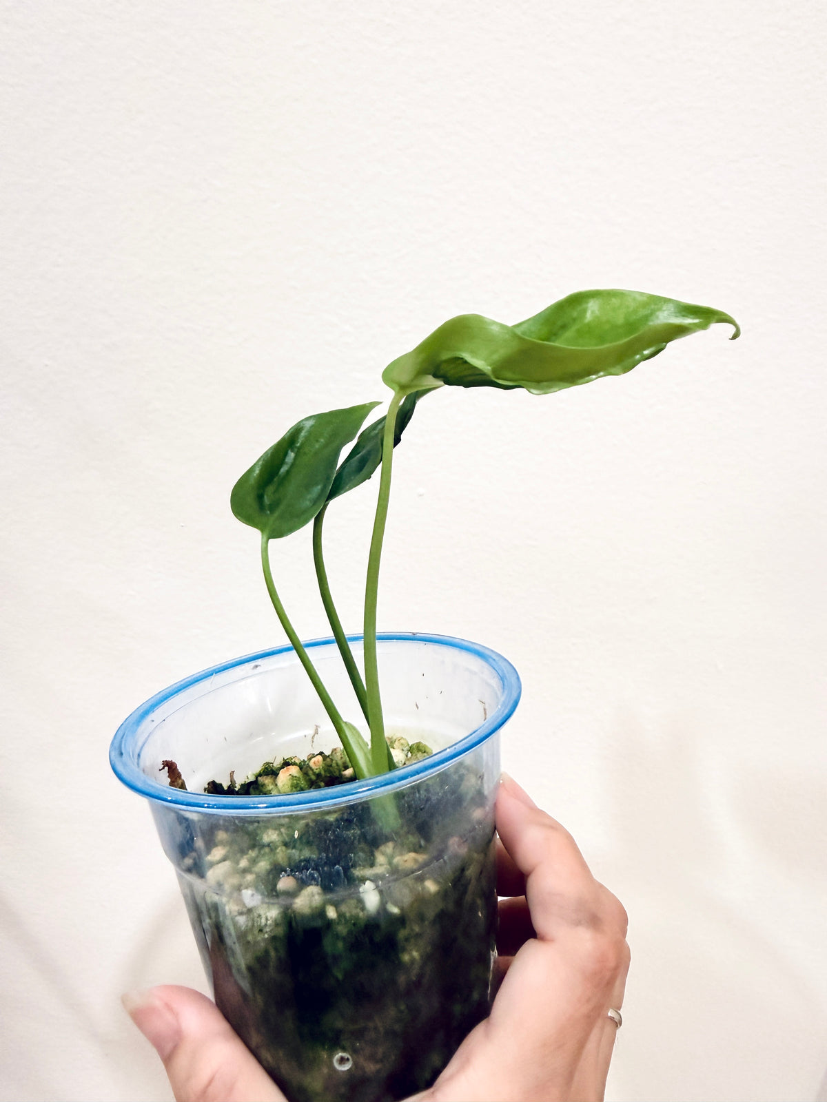 MONSTERA HURRICANE