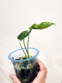 MONSTERA HURRICANE