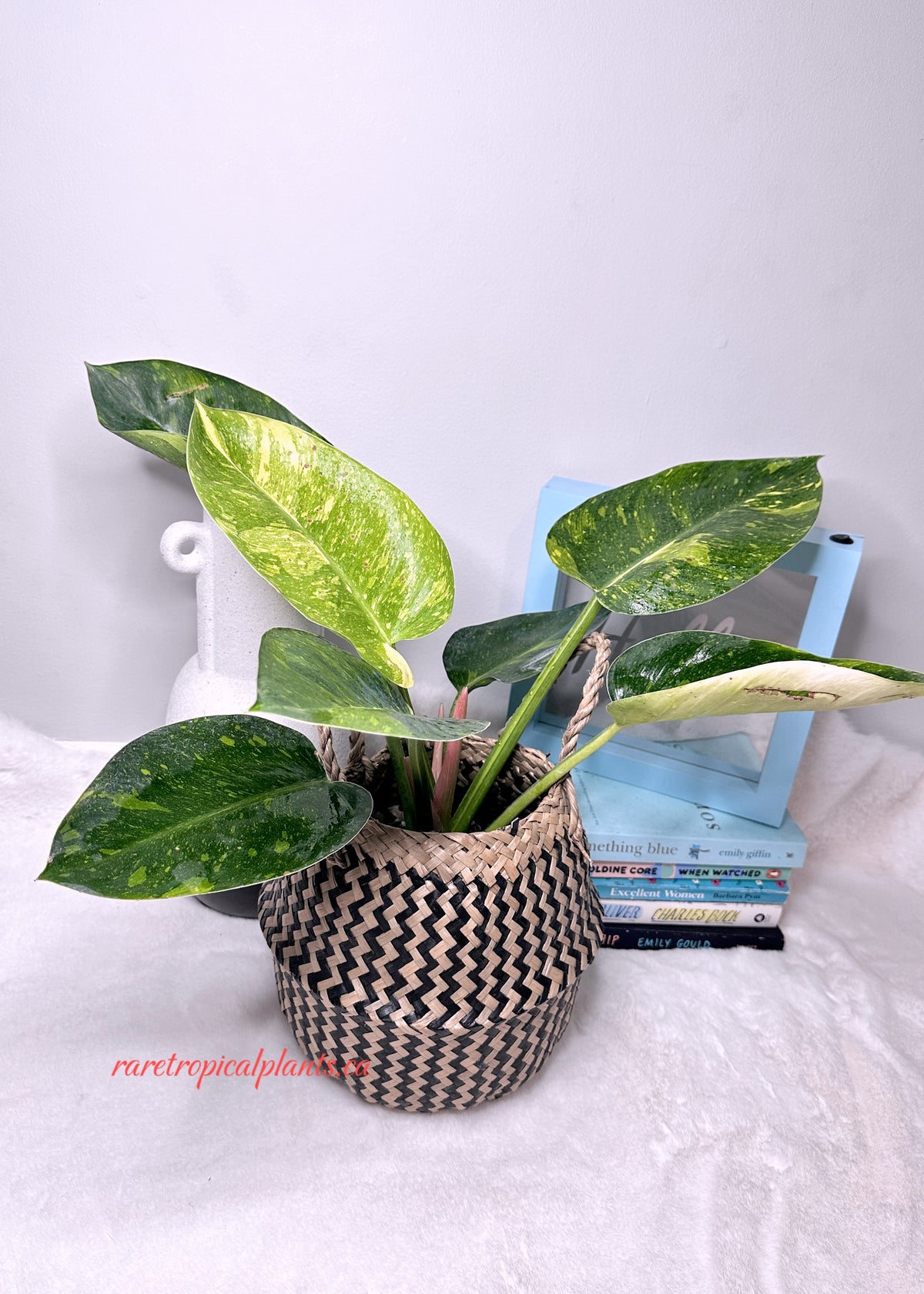 Philodendron Green Congo Nuclear