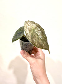 Alocasia Azlanii Pink Variegated