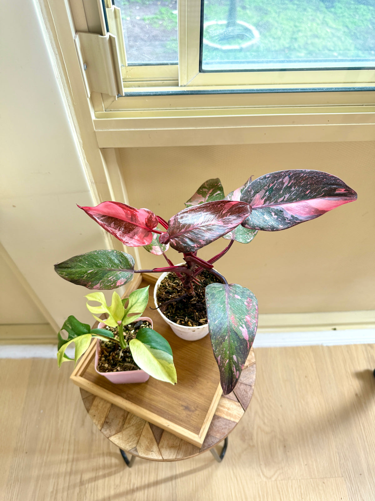 Pink Princess Galaxy & Tetrasperma Albo